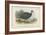 Black-Collared Crested Guinea-Fowl-English School-Framed Giclee Print