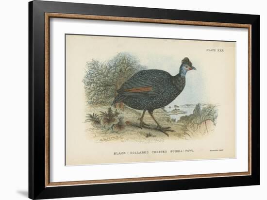 Black-Collared Crested Guinea-Fowl-English School-Framed Giclee Print