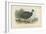 Black-Collared Crested Guinea-Fowl-English School-Framed Giclee Print