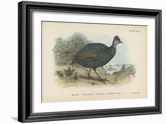 Black-Collared Crested Guinea-Fowl-English School-Framed Giclee Print