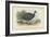 Black-Collared Crested Guinea-Fowl-English School-Framed Giclee Print