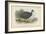 Black-Collared Crested Guinea-Fowl-English School-Framed Giclee Print