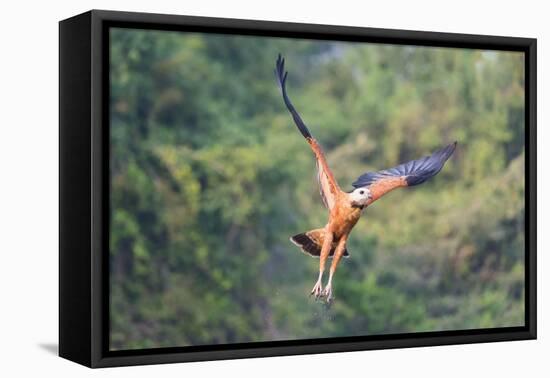 Black-Collared Hawk (Busarellus Nigricollis) in Flight, Pantanal, Mato Grosso, Brazil-G&M Therin-Weise-Framed Premier Image Canvas