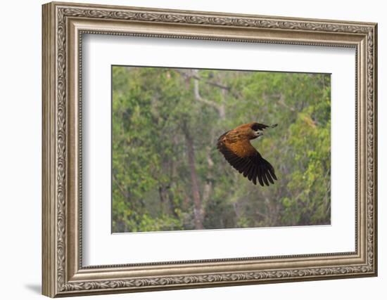 Black-Collared Hawk (Busarellus Nigricollis) in Flight, Pantanal, Mato Grosso, Brazil-G&M Therin-Weise-Framed Photographic Print