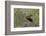 Black-Collared Hawk (Busarellus Nigricollis) in Flight, Pantanal, Mato Grosso, Brazil-G&M Therin-Weise-Framed Photographic Print