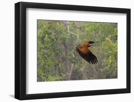 Black-Collared Hawk (Busarellus Nigricollis) in Flight, Pantanal, Mato Grosso, Brazil-G&M Therin-Weise-Framed Photographic Print