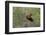 Black-Collared Hawk (Busarellus Nigricollis) in Flight, Pantanal, Mato Grosso, Brazil-G&M Therin-Weise-Framed Photographic Print