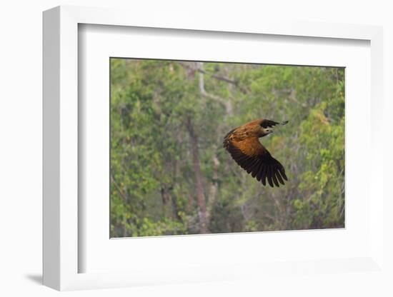 Black-Collared Hawk (Busarellus Nigricollis) in Flight, Pantanal, Mato Grosso, Brazil-G&M Therin-Weise-Framed Photographic Print