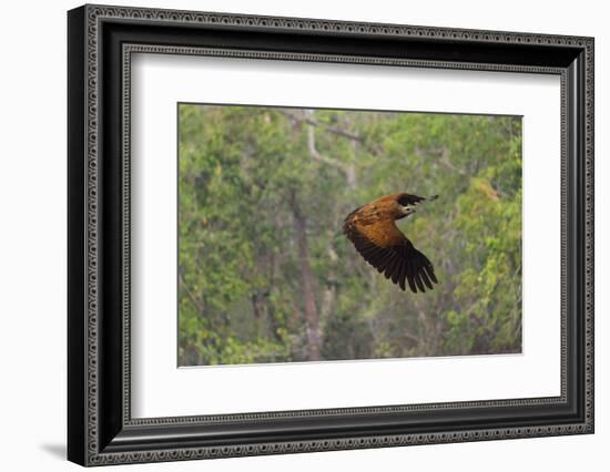 Black-Collared Hawk (Busarellus Nigricollis) in Flight, Pantanal, Mato Grosso, Brazil-G&M Therin-Weise-Framed Photographic Print