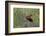 Black-Collared Hawk (Busarellus Nigricollis) in Flight, Pantanal, Mato Grosso, Brazil-G&M Therin-Weise-Framed Photographic Print