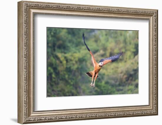 Black-Collared Hawk (Busarellus Nigricollis) in Flight, Pantanal, Mato Grosso, Brazil-G&M Therin-Weise-Framed Photographic Print