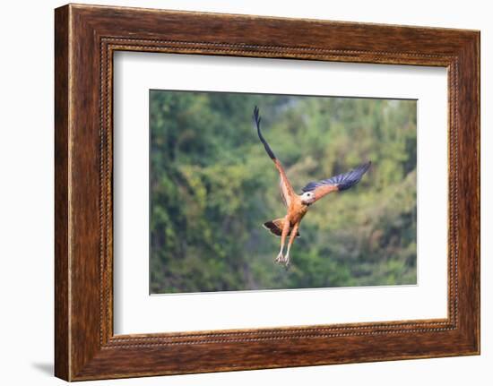 Black-Collared Hawk (Busarellus Nigricollis) in Flight, Pantanal, Mato Grosso, Brazil-G&M Therin-Weise-Framed Photographic Print