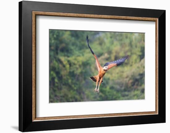 Black-Collared Hawk (Busarellus Nigricollis) in Flight, Pantanal, Mato Grosso, Brazil-G&M Therin-Weise-Framed Photographic Print