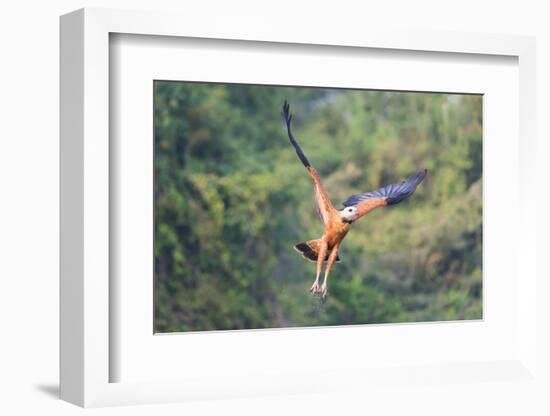 Black-Collared Hawk (Busarellus Nigricollis) in Flight, Pantanal, Mato Grosso, Brazil-G&M Therin-Weise-Framed Photographic Print