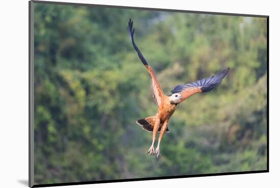 Black-Collared Hawk (Busarellus Nigricollis) in Flight, Pantanal, Mato Grosso, Brazil-G&M Therin-Weise-Mounted Photographic Print