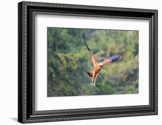 Black-Collared Hawk (Busarellus Nigricollis) in Flight, Pantanal, Mato Grosso, Brazil-G&M Therin-Weise-Framed Photographic Print