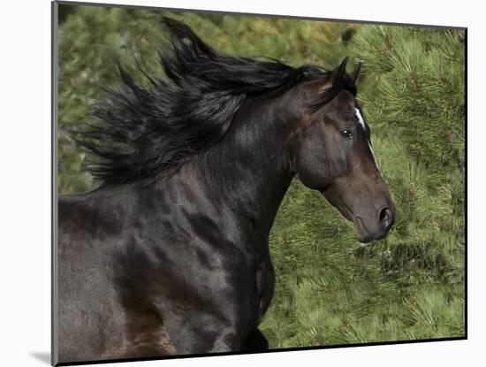 Black Connemara Stallion Running in Field Elizabeth, Colorado, USA-Carol Walker-Mounted Photographic Print