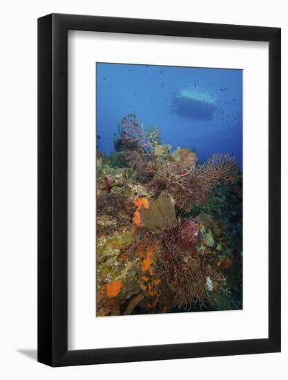 Black Coral on Reef. Turks and Caicos-Stocktrek Images-Framed Photographic Print