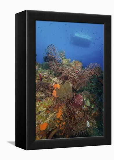 Black Coral on Reef. Turks and Caicos-Stocktrek Images-Framed Premier Image Canvas