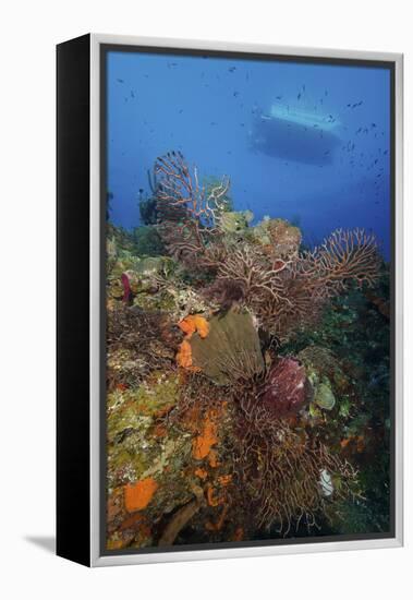 Black Coral on Reef. Turks and Caicos-Stocktrek Images-Framed Premier Image Canvas