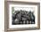 Black Corn Grown High in the Peruvian Andes, Used to Make Chica, Peru-Mallorie Ostrowitz-Framed Photographic Print