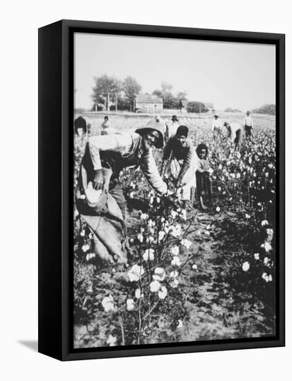 Black Cotton Pickers, c.1900-null-Framed Premier Image Canvas