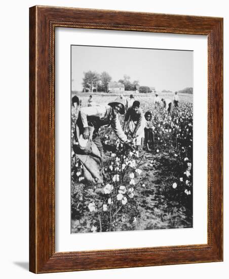 Black Cotton Pickers, c.1900-null-Framed Photographic Print
