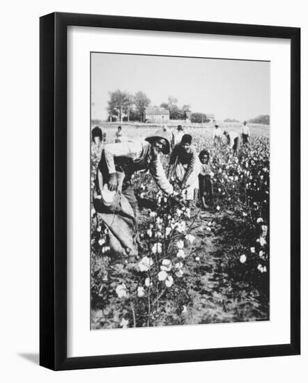 Black Cotton Pickers, c.1900-null-Framed Photographic Print