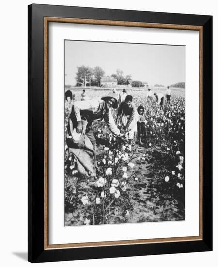 Black Cotton Pickers, c.1900-null-Framed Photographic Print