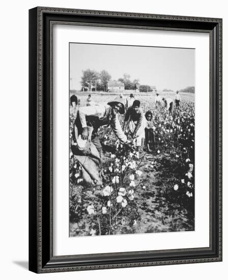 Black Cotton Pickers, c.1900-null-Framed Photographic Print