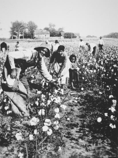 Black cotton pickers c 1900 Black cotton pickers c 1900
