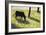 Black Cow In A Meadow-Georges Seurat-Framed Art Print