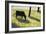 Black Cow In A Meadow-Georges Seurat-Framed Art Print