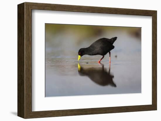 Black crake (Amaurornis flavirostra), Zimanga game reserve, KwaZulu-Natal-Ann and Steve Toon-Framed Photographic Print