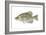 Black Crappie (Pomoxis Nigromaculatus), Fishes-Encyclopaedia Britannica-Framed Art Print