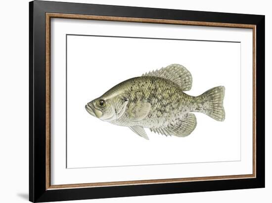 Black Crappie (Pomoxis Nigromaculatus), Fishes-Encyclopaedia Britannica-Framed Art Print