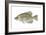 Black Crappie (Pomoxis Nigromaculatus), Fishes-Encyclopaedia Britannica-Framed Art Print