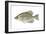 Black Crappie (Pomoxis Nigromaculatus), Fishes-Encyclopaedia Britannica-Framed Art Print