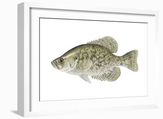 Black Crappie (Pomoxis Nigromaculatus), Fishes-Encyclopaedia Britannica-Framed Art Print