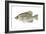 Black Crappie (Pomoxis Nigromaculatus), Fishes-Encyclopaedia Britannica-Framed Art Print