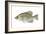 Black Crappie (Pomoxis Nigromaculatus), Fishes-Encyclopaedia Britannica-Framed Art Print