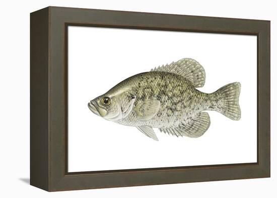 Black Crappie (Pomoxis Nigromaculatus), Fishes-Encyclopaedia Britannica-Framed Stretched Canvas