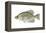 Black Crappie (Pomoxis Nigromaculatus), Fishes-Encyclopaedia Britannica-Framed Stretched Canvas