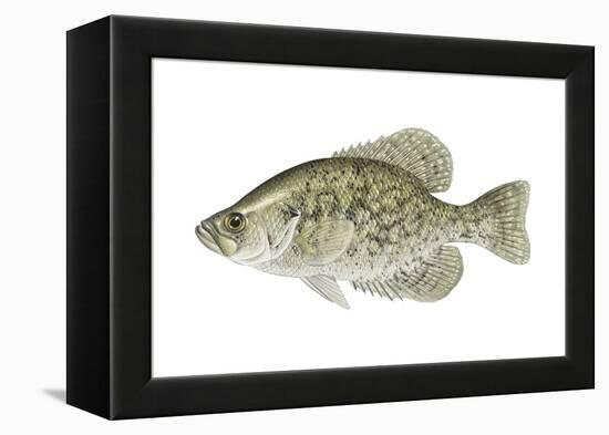 Black Crappie (Pomoxis Nigromaculatus), Fishes-Encyclopaedia Britannica-Framed Stretched Canvas