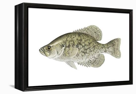 Black Crappie (Pomoxis Nigromaculatus), Fishes-Encyclopaedia Britannica-Framed Stretched Canvas