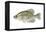 Black Crappie (Pomoxis Nigromaculatus), Fishes-Encyclopaedia Britannica-Framed Stretched Canvas