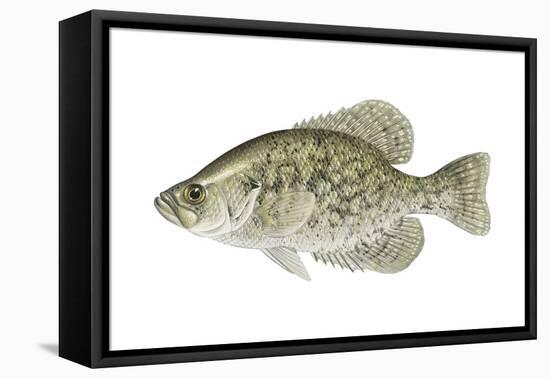 Black Crappie (Pomoxis Nigromaculatus), Fishes-Encyclopaedia Britannica-Framed Stretched Canvas