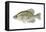 Black Crappie (Pomoxis Nigromaculatus), Fishes-Encyclopaedia Britannica-Framed Stretched Canvas