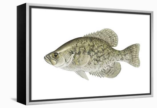 Black Crappie (Pomoxis Nigromaculatus), Fishes-Encyclopaedia Britannica-Framed Stretched Canvas