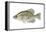 Black Crappie (Pomoxis Nigromaculatus), Fishes-Encyclopaedia Britannica-Framed Stretched Canvas